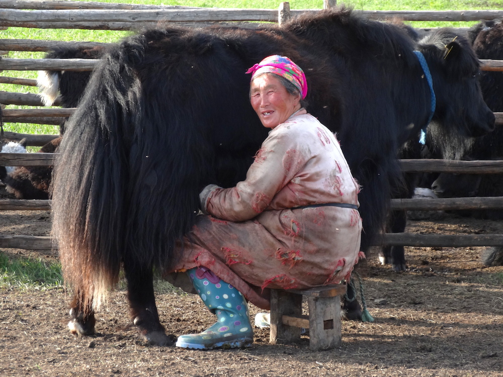 milking yaks mongolia 2